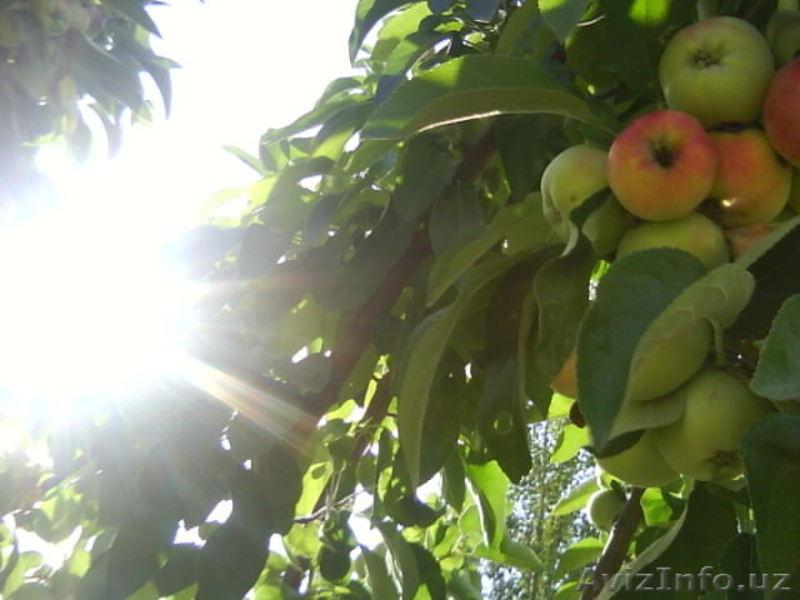 Продаётся благоустроенный загородный дом - Изображение #9, Объявление #1461874