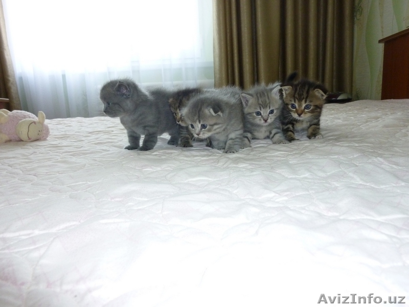 Прелестные вислоухие котята в добрые руки. - Изображение #3, Объявление #1473829