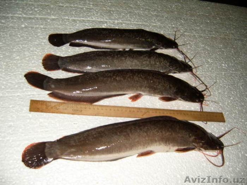 Продажа малек африканского сома - Изображение #3, Объявление #1473838