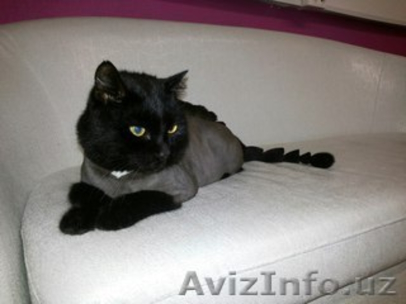 Блеск тату,cтрижка кошек и собак! - Изображение #4, Объявление #1478514