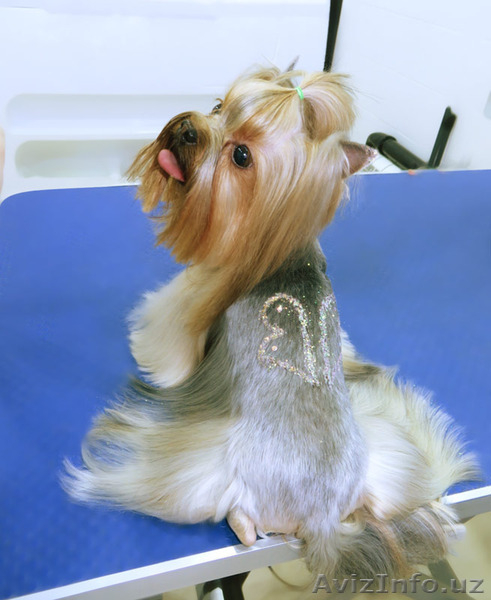 Блеск тату,cтрижка кошек и собак! - Изображение #5, Объявление #1478514