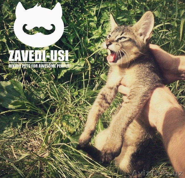 Экзотические кошки: каракалы, сервалы, гибриды Ф1 - Изображение #5, Объявление #1482134