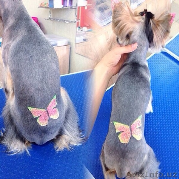 Блеск тату,cтрижка кошек и собак! - Изображение #3, Объявление #1478514