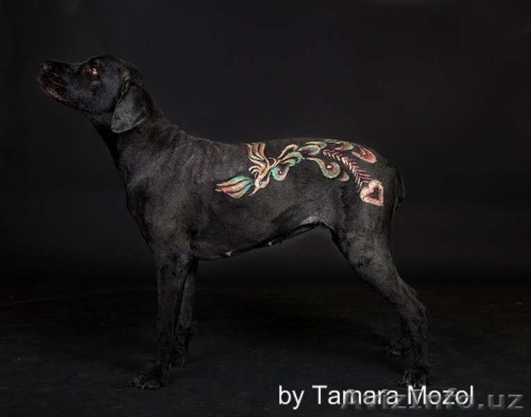 Блеск тату,cтрижка кошек и собак! - Изображение #6, Объявление #1478514