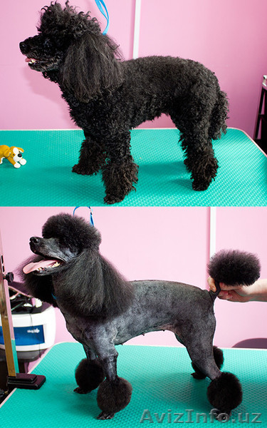 Блеск тату,cтрижка кошек и собак! - Изображение #7, Объявление #1478514