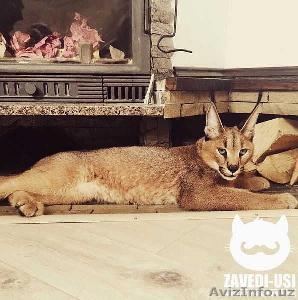 Экзотические кошки: каракалы, сервалы, гибриды Ф1 - Изображение #4, Объявление #1482134
