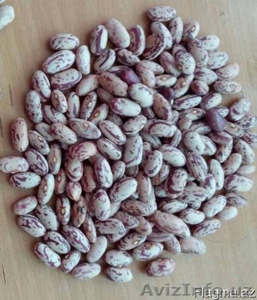 Продам Зерновые и Масленичные культуры из Казахстана - Изображение #4, Объявление #1516526