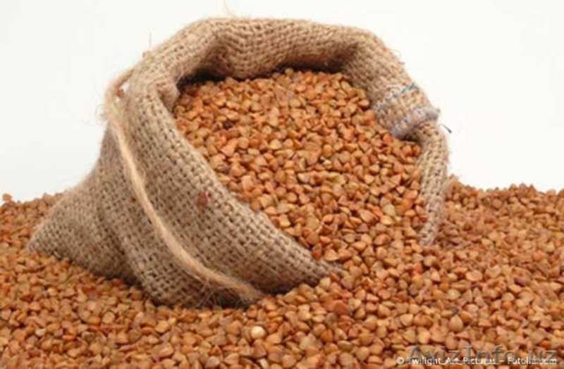 Продам Зерновые и Масленичные культуры из Казахстана - Изображение #5, Объявление #1516526