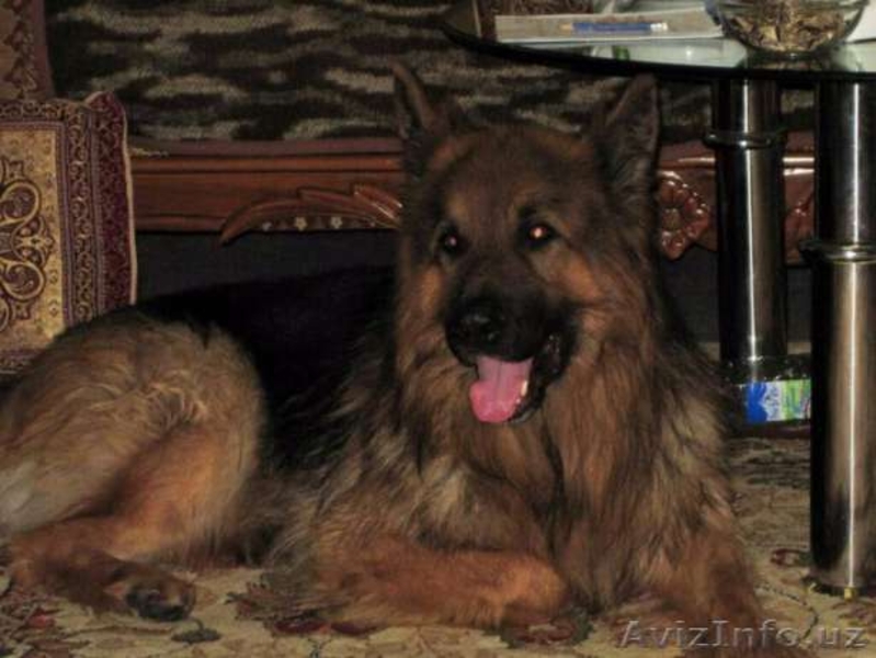 Продам чистокровных немецких овчарок - Изображение #3, Объявление #1521149