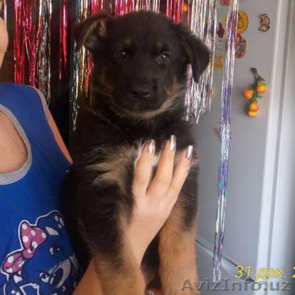 Продам чистокровных немецких овчарок - Изображение #4, Объявление #1521149