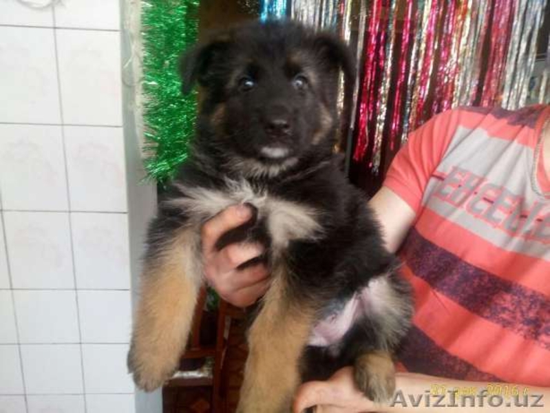 Продам чистокровных немецких овчарок - Изображение #5, Объявление #1521149