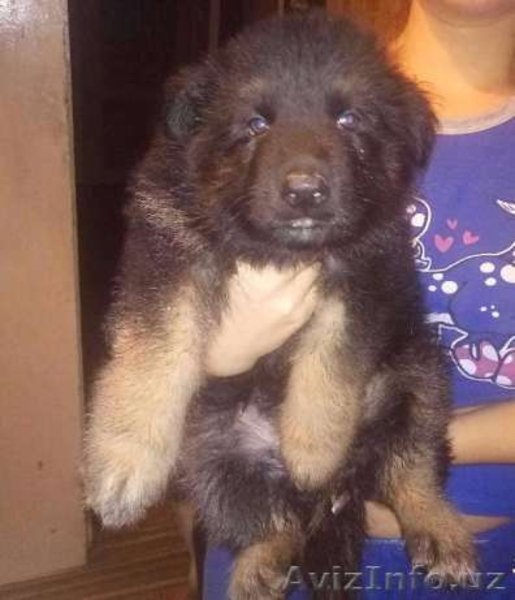 Продам чистокровных немецких овчарок - Изображение #6, Объявление #1521149