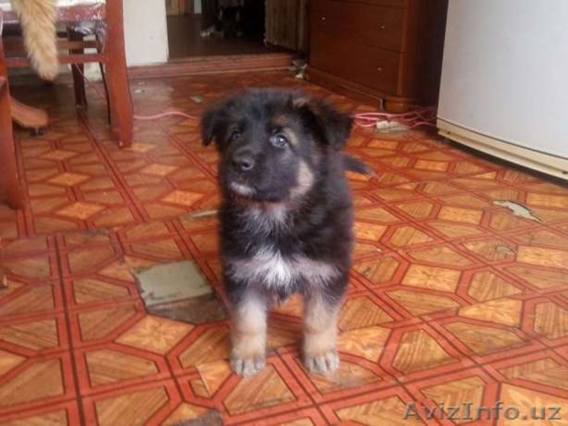 Продам чистокровных немецких овчарок - Изображение #7, Объявление #1521149