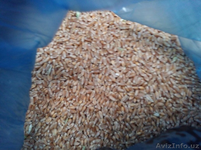 Продам Зерновые и Масленичные культуры из Казахстана - Изображение #3, Объявление #1516526