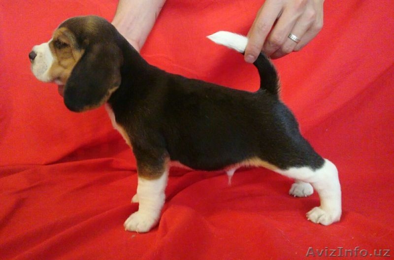 продаются щенки породы бигль - Изображение #1, Объявление #1517128