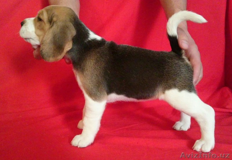 продаются щенки породы бигль - Изображение #2, Объявление #1517128