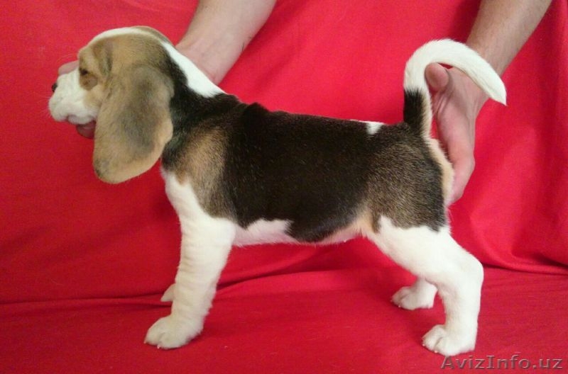 продаются щенки породы бигль - Изображение #3, Объявление #1517128