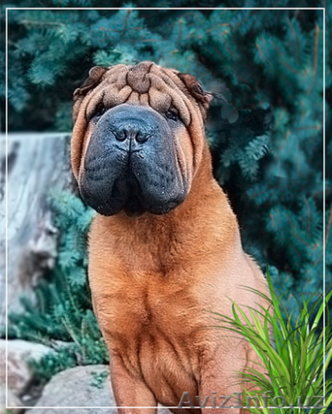 щеночки шарпейчики - Изображение #5, Объявление #1525204