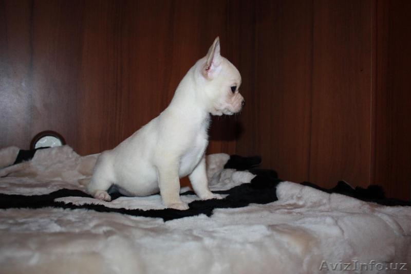 щеночки чихуахуа - Изображение #3, Объявление #1525205