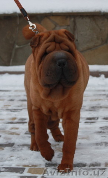 щеночки шарпейчики - Изображение #6, Объявление #1525204