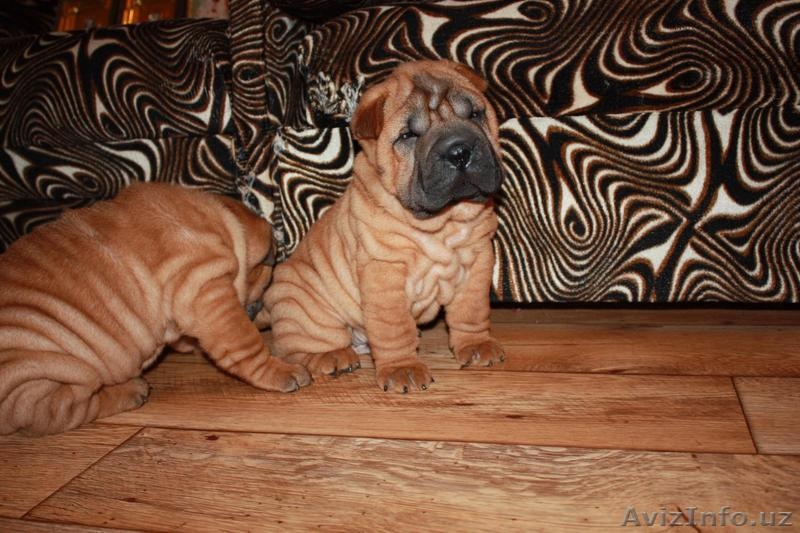 щеночки шарпейчики - Изображение #4, Объявление #1525204