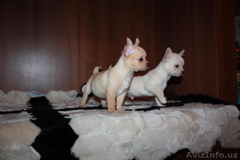 щеночки чихуахуа - Изображение #4, Объявление #1525205