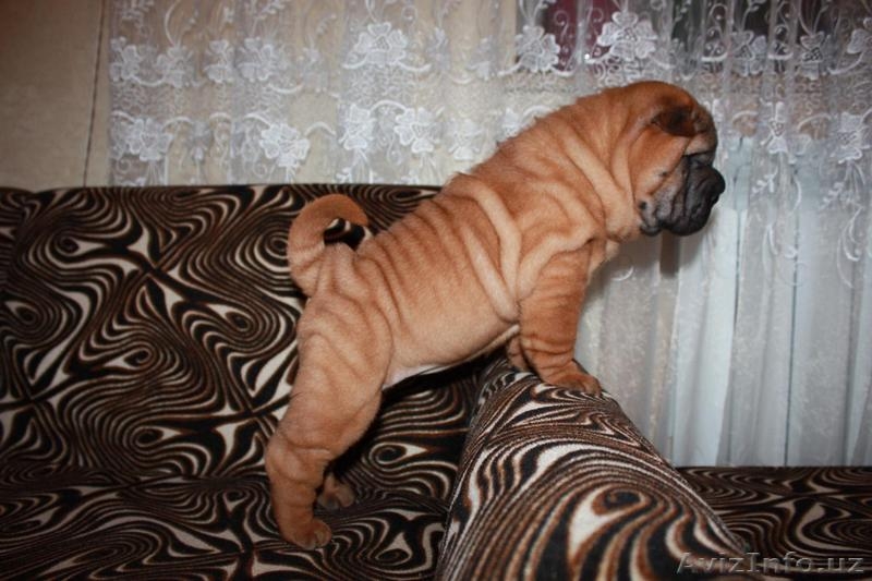 щеночки шарпейчики - Изображение #3, Объявление #1525204