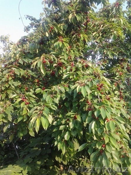 Двухетажная массивная дача в Болгарии недалеко от моря за 12 000 Евро - Изображение #5, Объявление #1293612