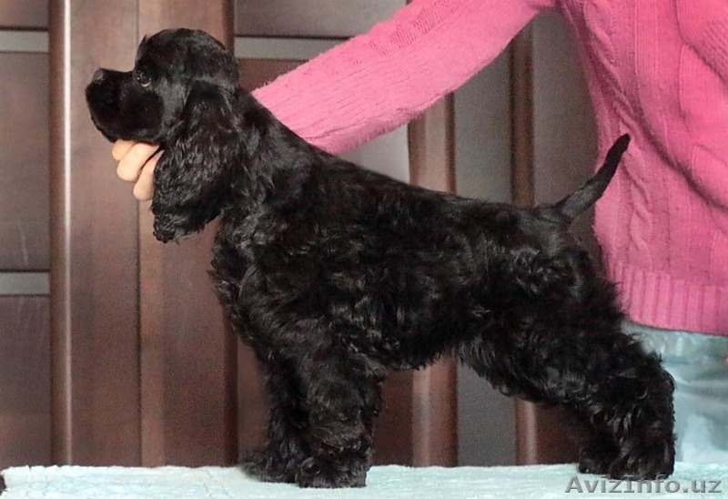 Продажа шикарного щенка американский кокер спаниель - Изображение #3, Объявление #1540805