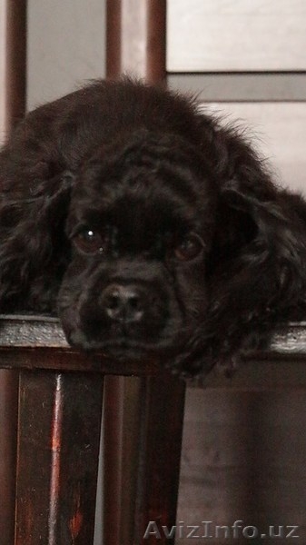 Продажа шикарного щенка американский кокер спаниель - Изображение #6, Объявление #1540805