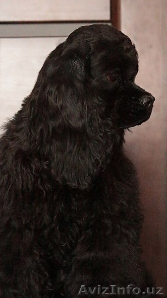 Продажа шикарного щенка американский кокер спаниель - Изображение #5, Объявление #1540805
