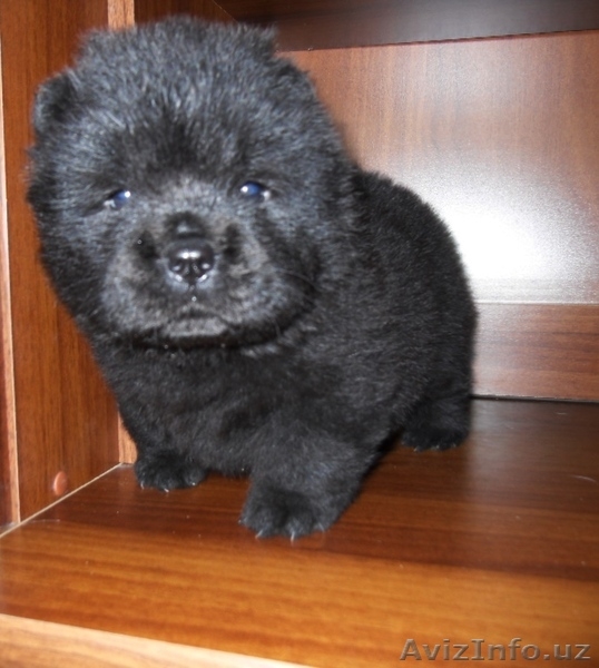 Продам щенков чау-чау - Изображение #3, Объявление #1545806