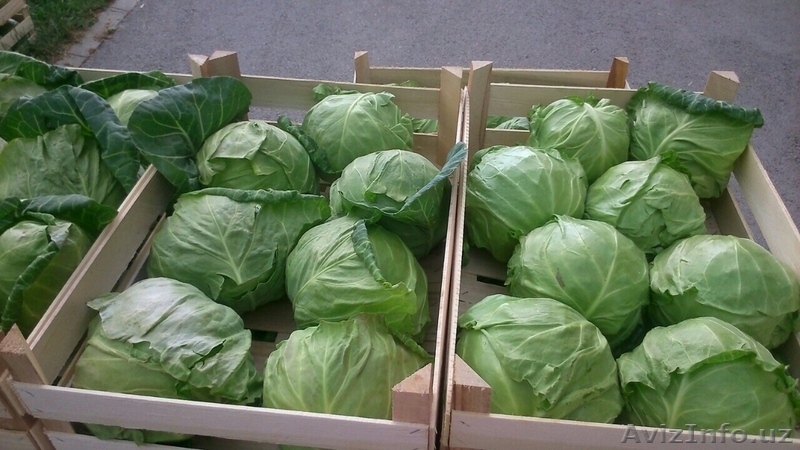 Российская компания приглашает к сотрудничеству - Изображение #3, Объявление #1549485