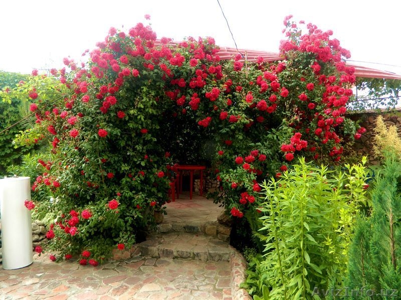 Отдых в гостинице Восторг, на берегу озера Иссык-Куль Киргизия г. Чолпон-Ата - Изображение #4, Объявление #1557178