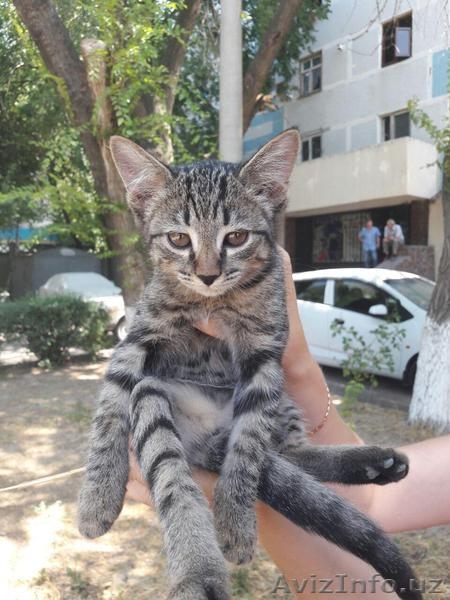 Очаровательная котодевочка. - Изображение #3, Объявление #1574143