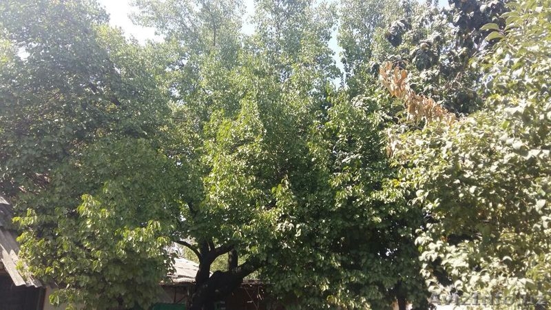 Продам дом с участком в Ташкенте, СРОЧНО! - Изображение #6, Объявление #1579099