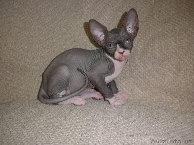Продаются котята Канадского сфинкса - Изображение #3, Объявление #1575630