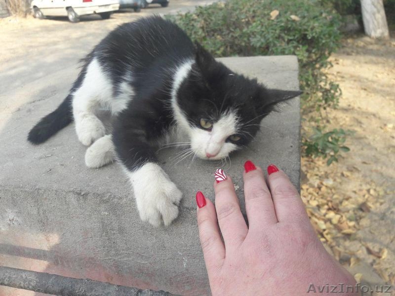 Красивый черно-белый котенок. - Изображение #3, Объявление #1593638