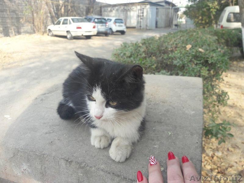 Красивый черно-белый котенок. - Изображение #4, Объявление #1593638