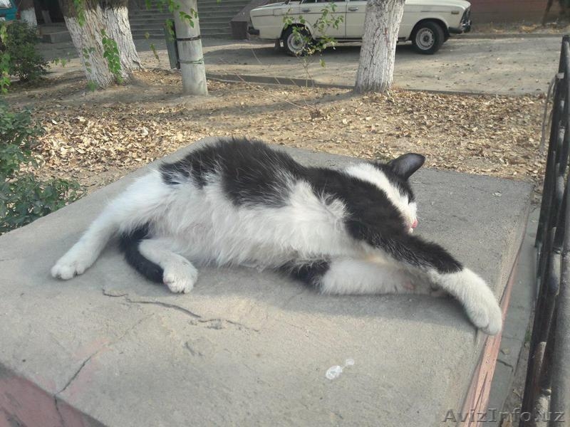 Красивый черно-белый котенок. - Изображение #5, Объявление #1593638