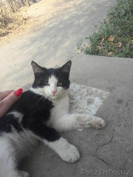Красивый черно-белый котенок. - Изображение #9, Объявление #1593638