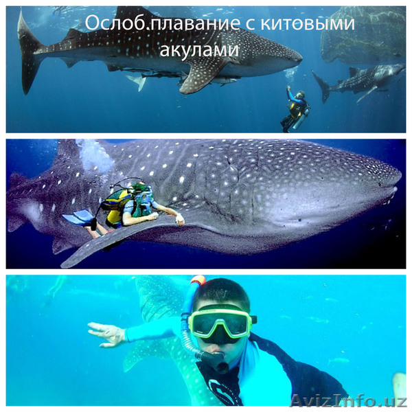  Курсы английского языка на Филиппинах  990$ 1 месяц , все включено! - Изображение #3, Объявление #1598498