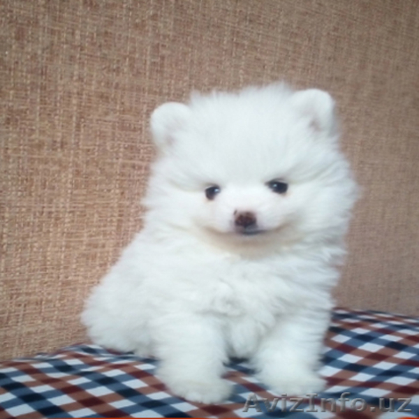 Померанские шпицы - Изображение #4, Объявление #1599817
