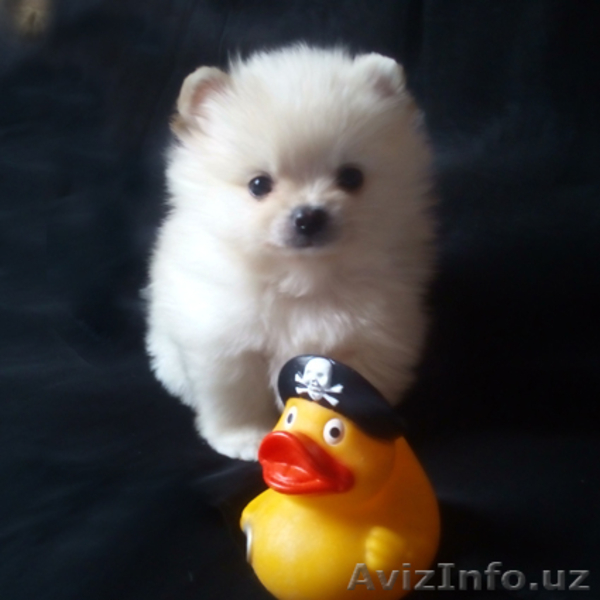 Померанские шпицы - Изображение #5, Объявление #1599817