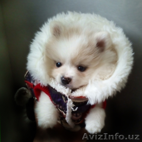 Померанские шпицы - Изображение #3, Объявление #1599817