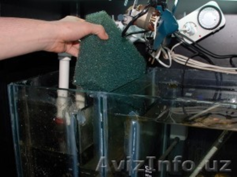 Очистка аквариума. - Изображение #4, Объявление #1598966