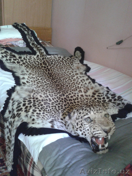 Шкура Леопарда - Изображение #1, Объявление #1601285