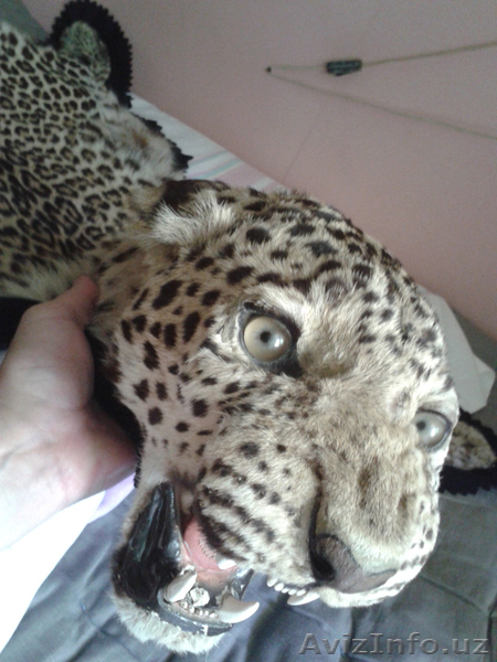 Шкура Леопарда - Изображение #2, Объявление #1601285
