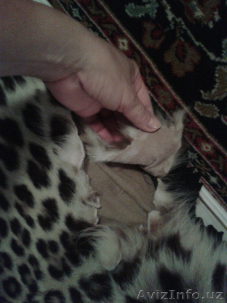 Шкура Леопарда - Изображение #3, Объявление #1601285