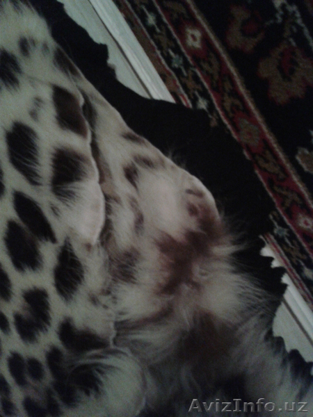 Шкура Леопарда - Изображение #6, Объявление #1601285